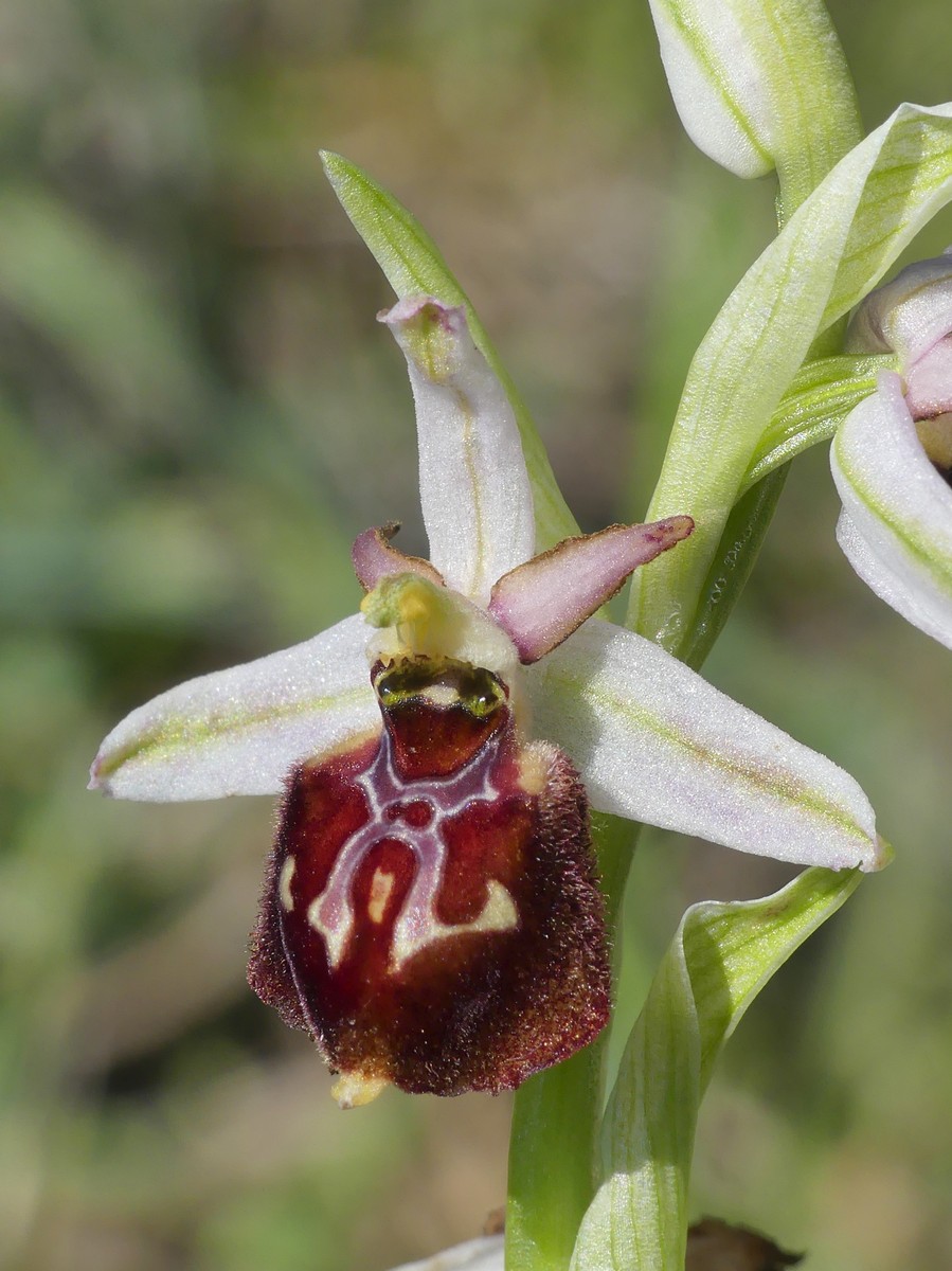 Ophrys exaltata subsp. montis-leonis e forme di variabilit nel Lazio, marzo e aprile 2018